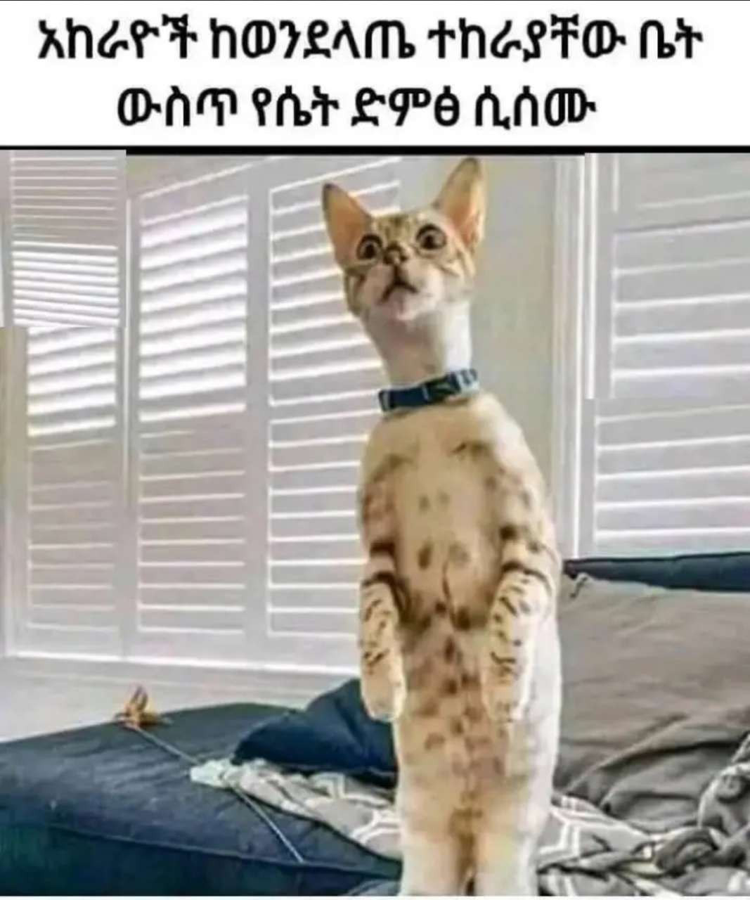 አከራዮች ከወንደላጤ ተከራያቸው ቤት ውስጥ የሴት ድምፅ ሲሰሙ